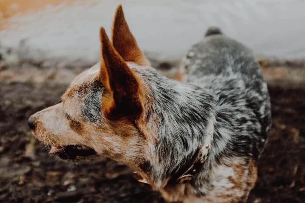 Bluey - Australian Cattle Dog Size 22cm/9