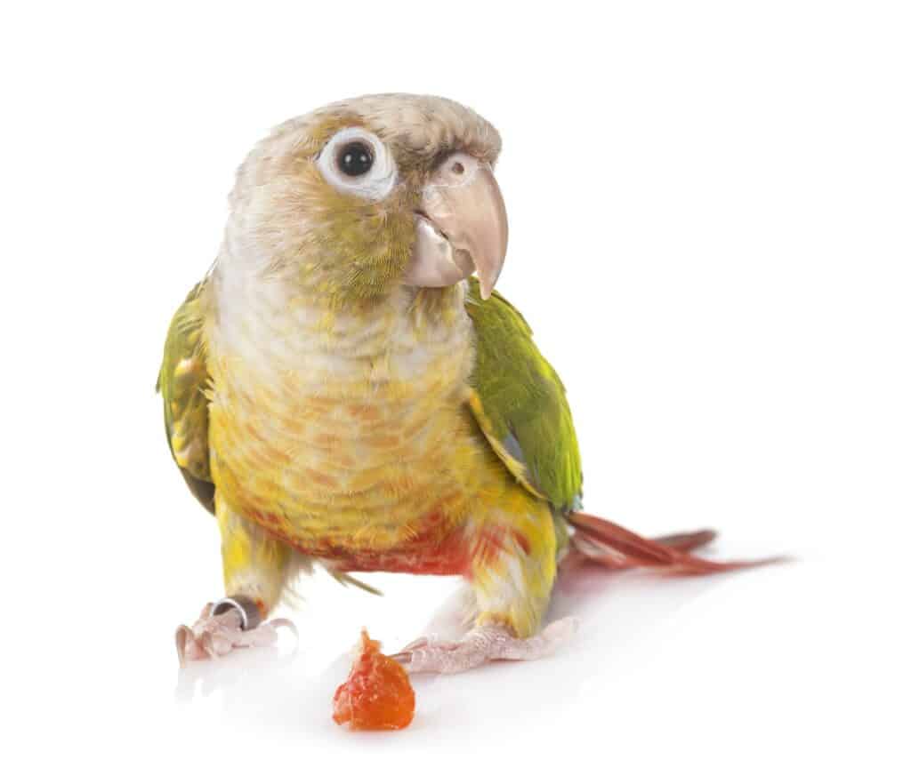 What Do Parakeets Eat? And What Shouldn't Parakeets Eat? 2 Fruits a parakeet can eat that provide important nutrients and vitamins include Apples, Oranges, Bananas, Grapes, Coconut, Pineapple, Mango, Apricots, Cherries, Blueberries, Blackberries, Melons, and Strawberries.