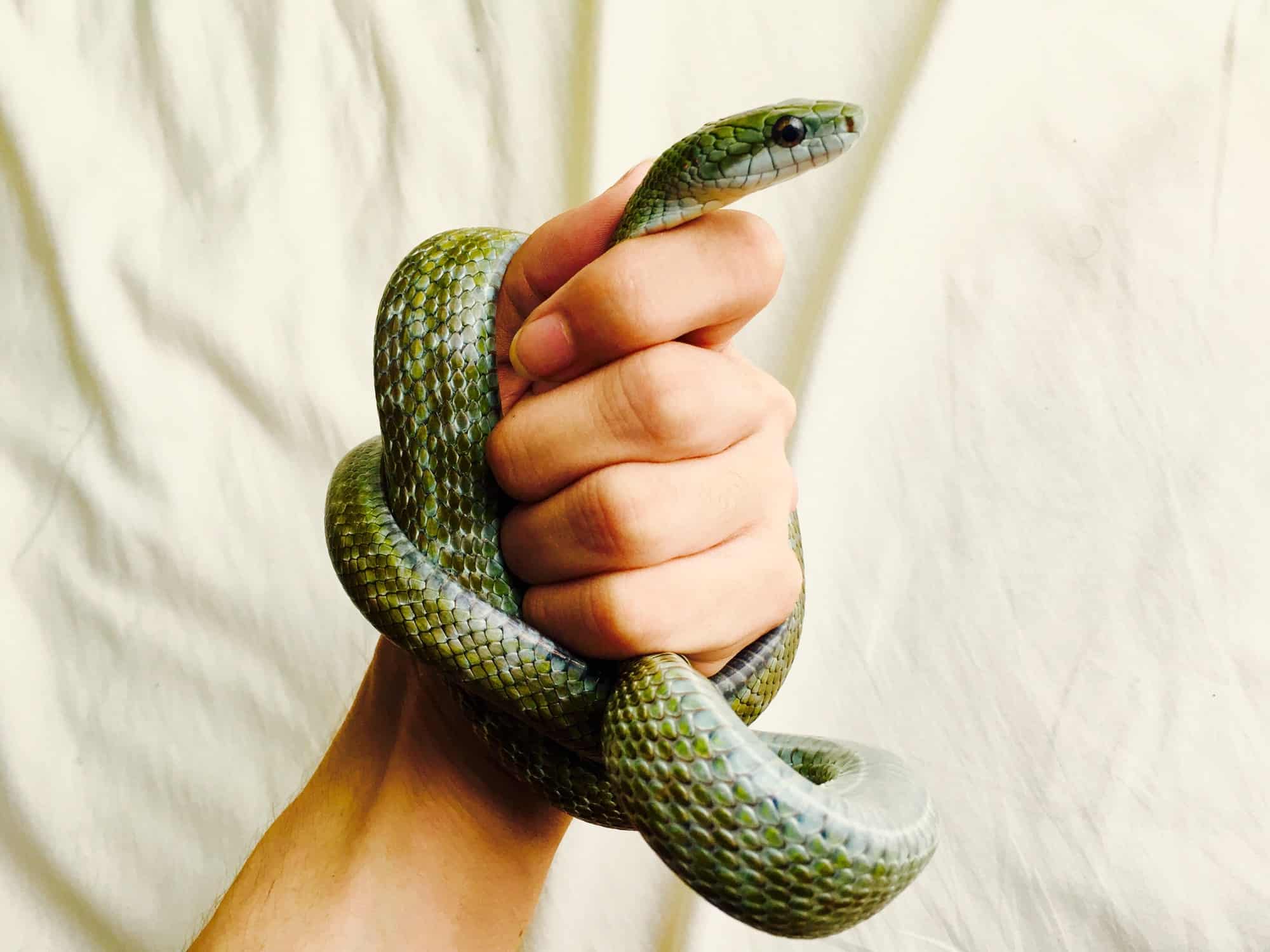 Can Pet Snakes be Affectionate to Their Owners? Embora Pets