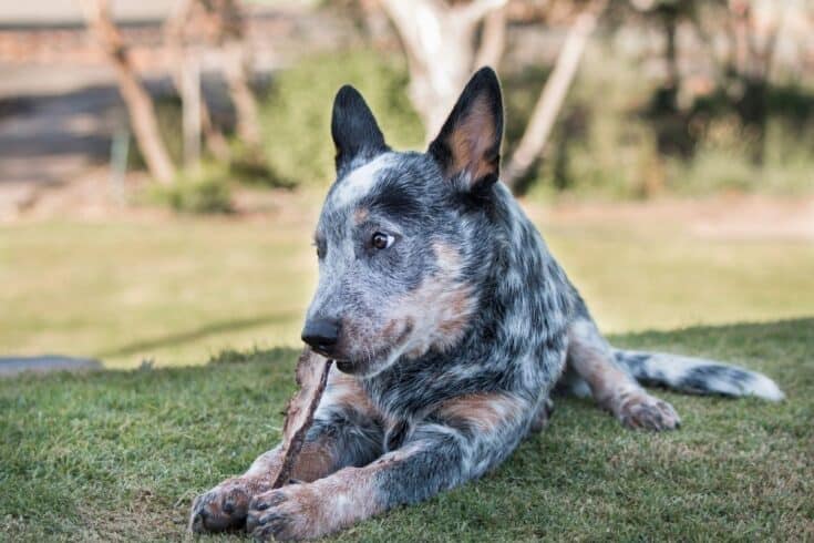 Are Blue Heelers Big Chewers? - Embora Pets