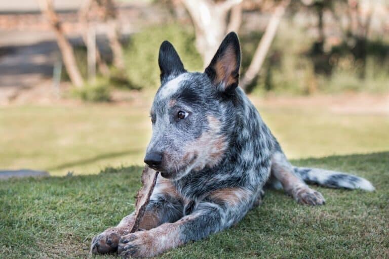 Are Blue Heelers Big Chewers?