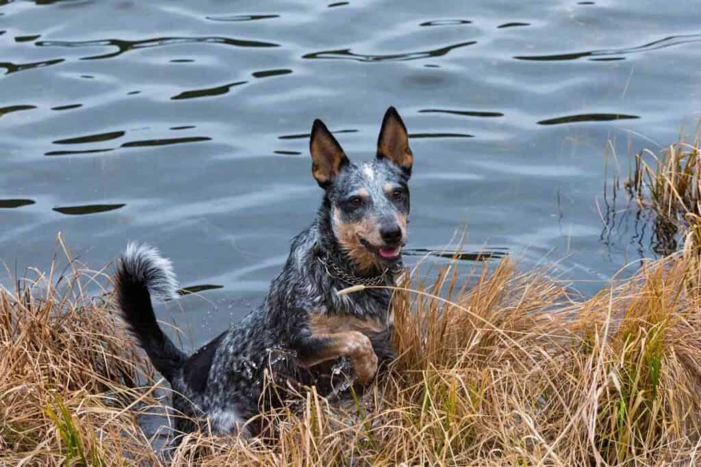 Are Blue Heelers Hyper 1 1 Are Blue Heelers Hyper?