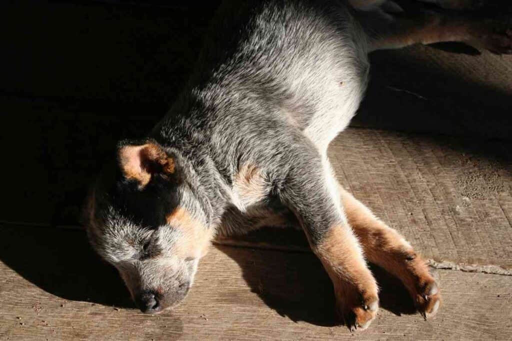 Blue Heeler Puppy Biting