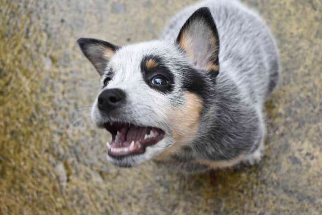 Blue Heeler Puppies Nipping and biting