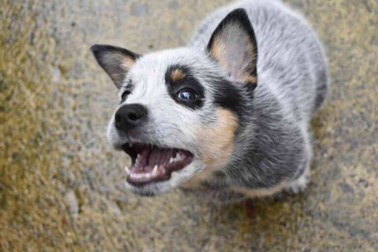 When Do Blue Heeler Puppies Stop Biting (And How Do You Stop It)?