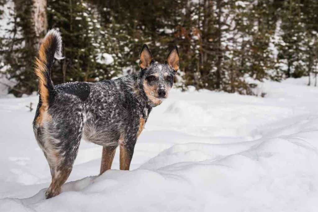 When Should A Blue Heeler Be Neutered 1 When Should A Blue Heeler Be Neutered?