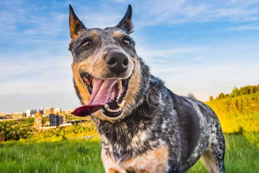 Best Age to Neuter a German Shepherd Embora Pets