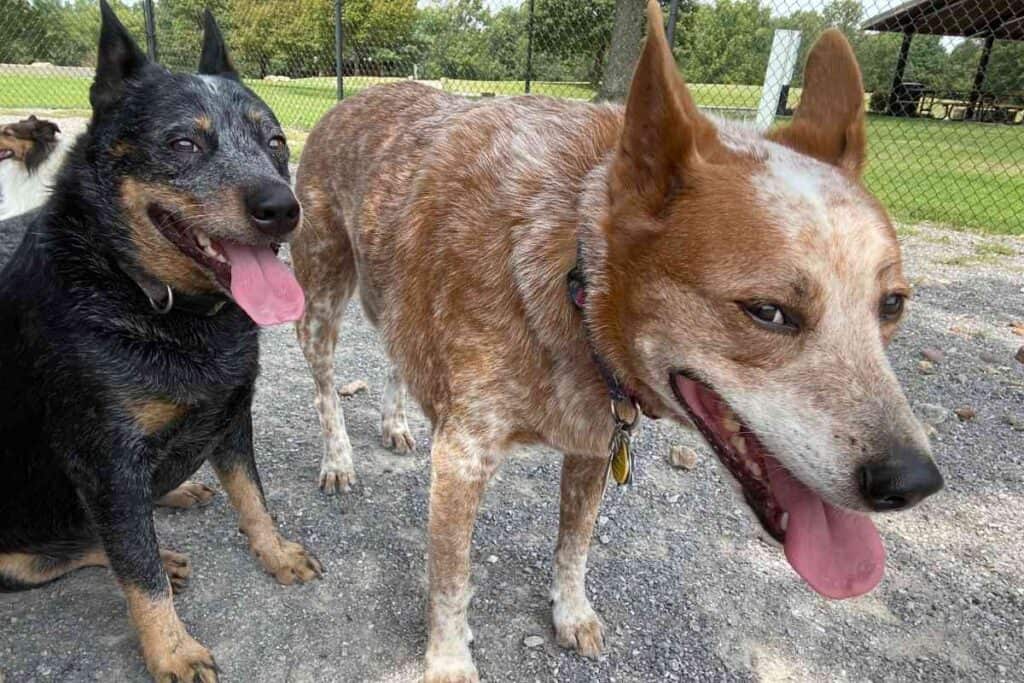 Blue Heeler Size