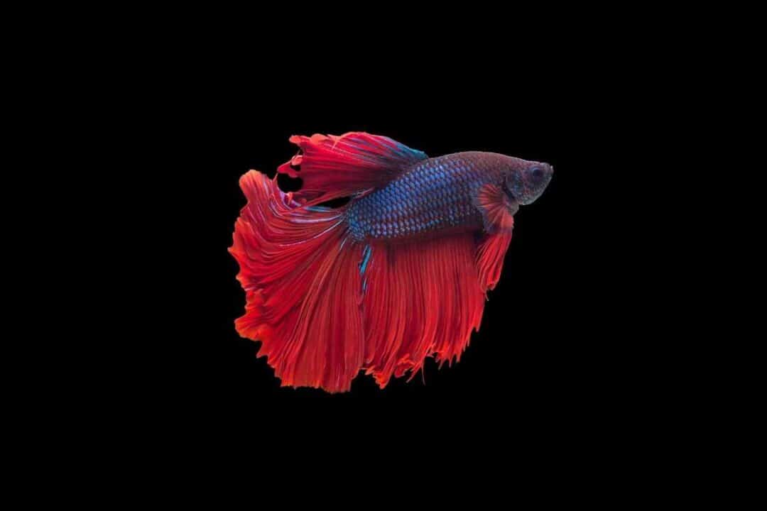 Why Is My Red Betta Fish Turning Blue? (Vet Answers!) Embora Pets