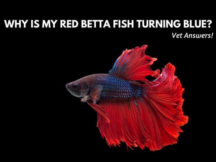 Why Is My Red Betta Fish Turning Blue? (Vet Answers!)