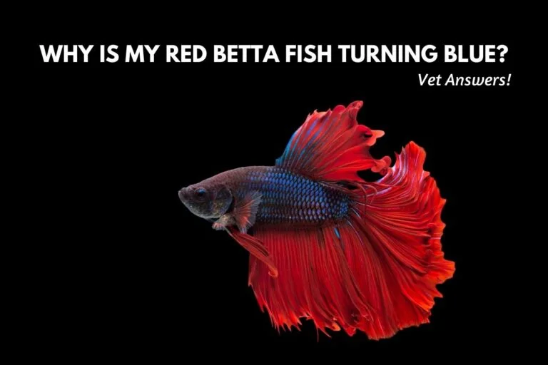 Why Is My Red Betta Fish Turning Blue? (Vet Answers!)