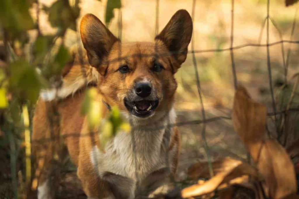 Are Corgis Good Guard Dogs 1 Are Corgis Good Guard Dogs?