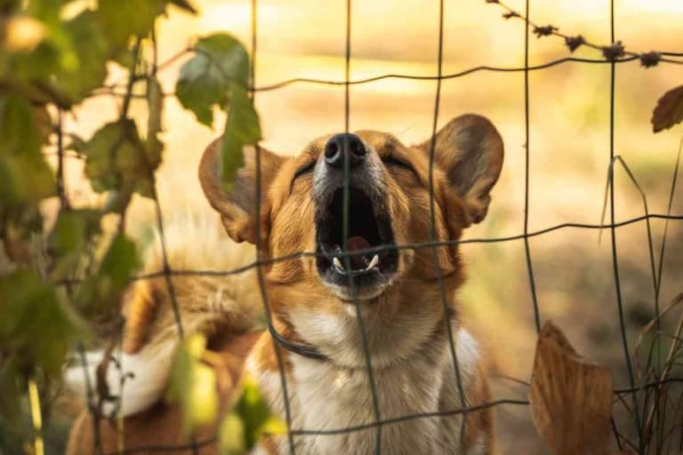 Are Corgis Good Guard Dogs?