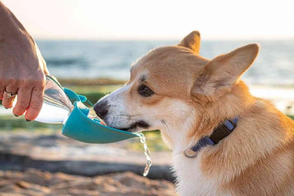 are corgis water dogs