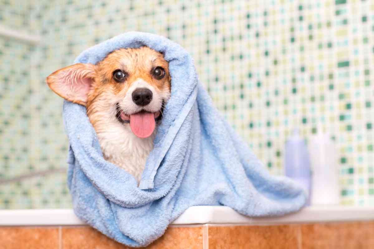 how often should you bathe a corgi