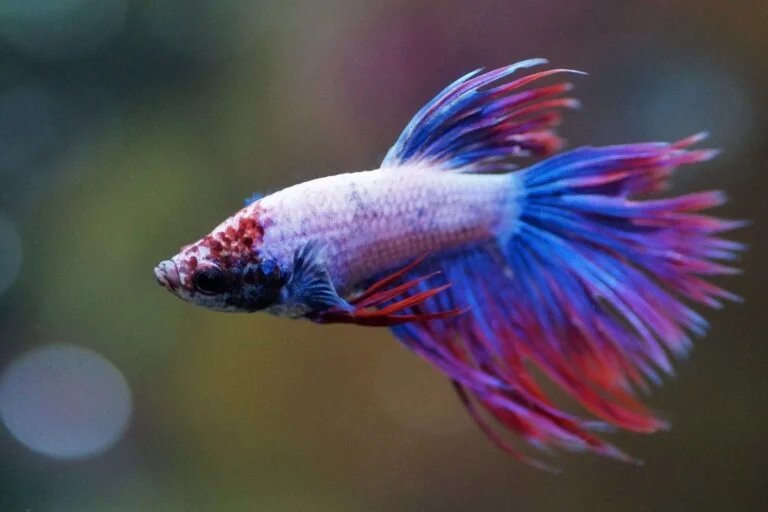 What Does Fin Rot Look Like On A Betta Fish? [Vet Explains]