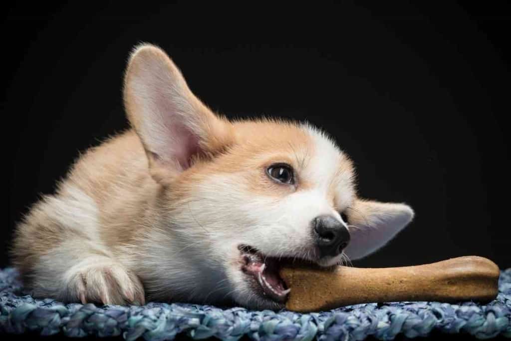 Are Corgis Big Chewers 1 Are Corgis Big Chewers?