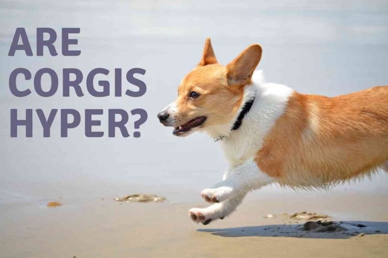 Are Corgis Hyper?