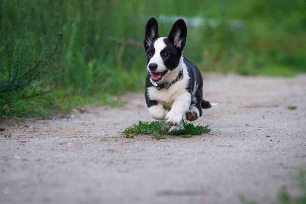 Are Corgis Hyper 2 Are Corgis Hyper?