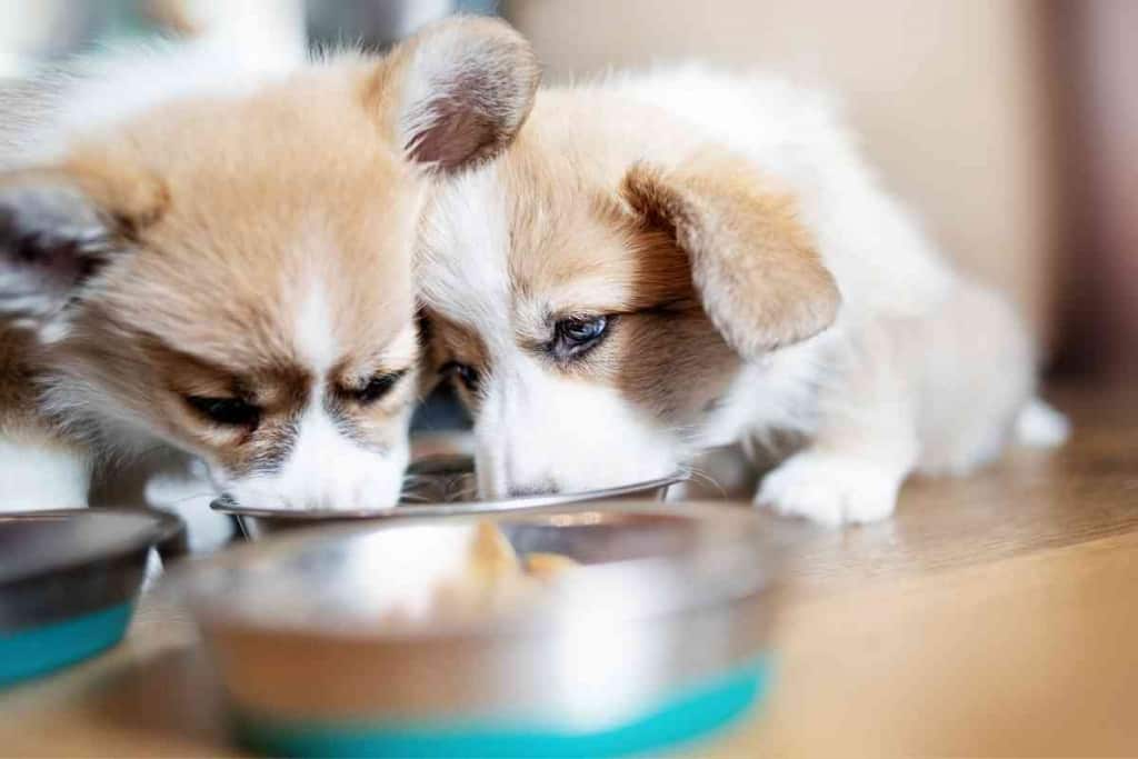 Are Corgis Picky Eaters 1 Are Corgis Picky Eaters?