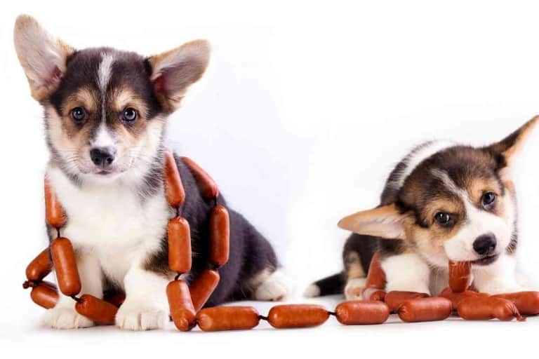Are Corgis Picky Eaters?