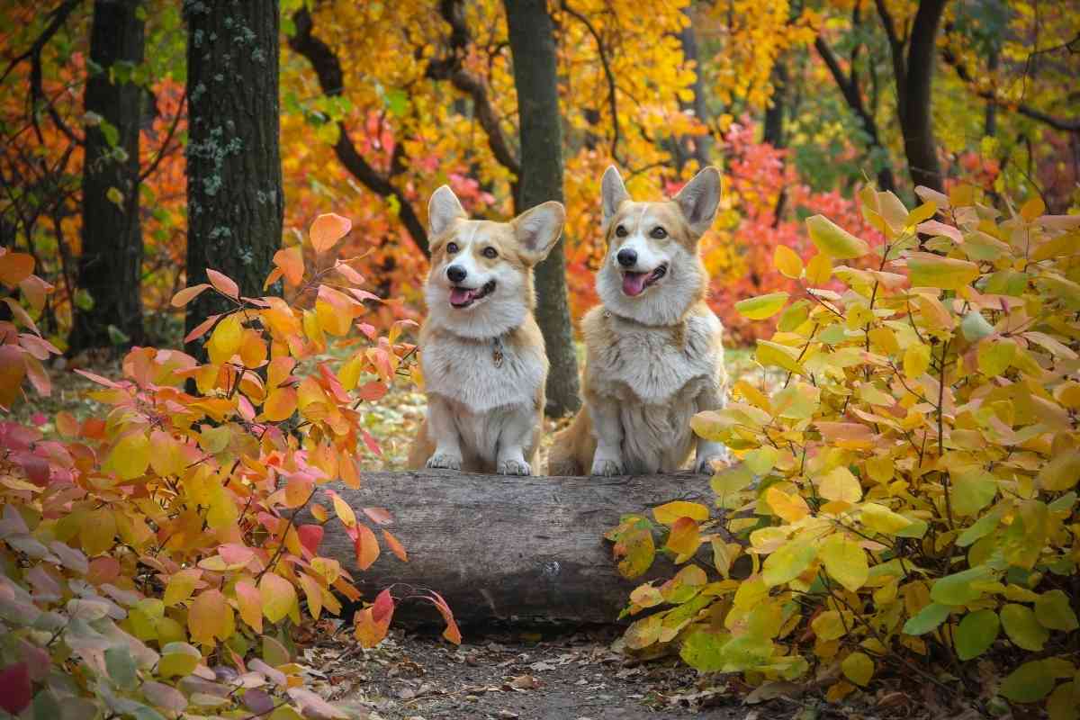 is a male or female corgi better