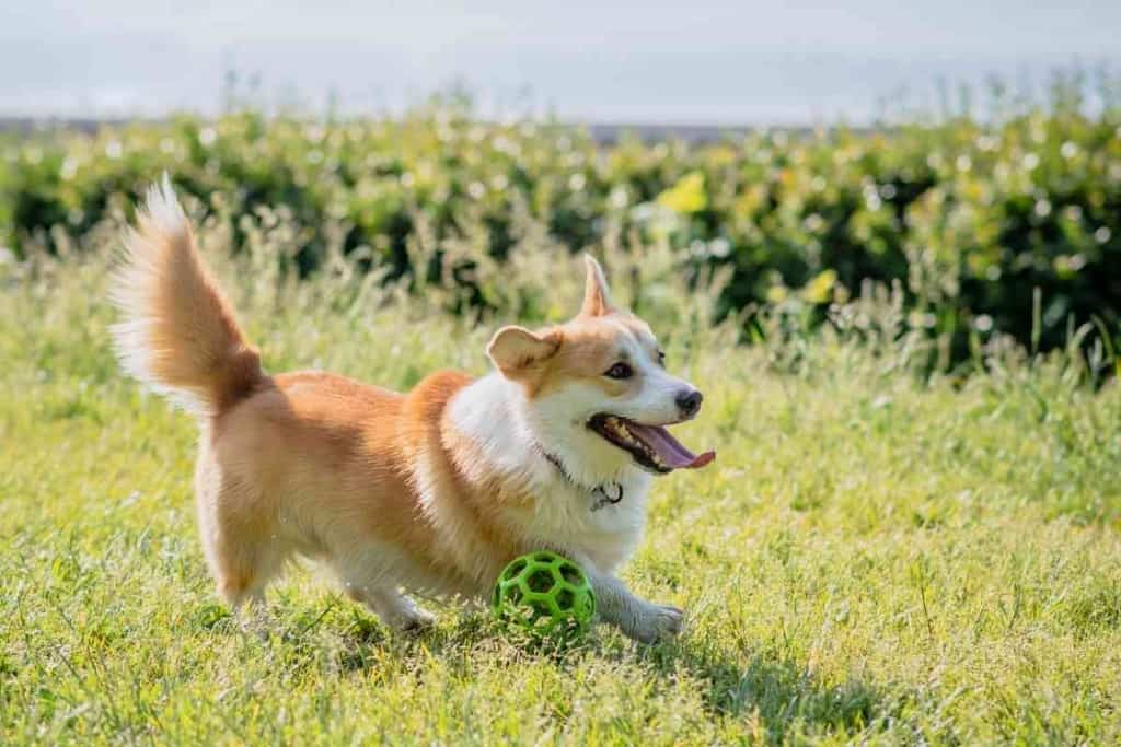 At What Age Do Corgis Naturally Calm Down 1 At What Age Do Corgis Naturally Calm Down?