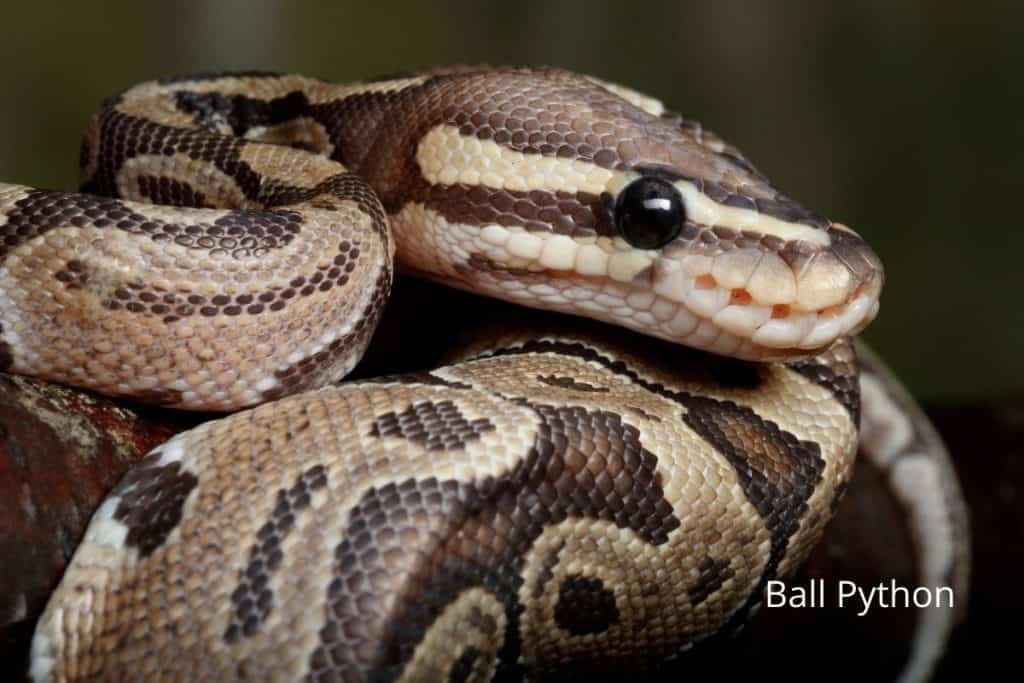 The Best Pet Snakes: Vet Reveals 4 Snake Breeds To Consider!