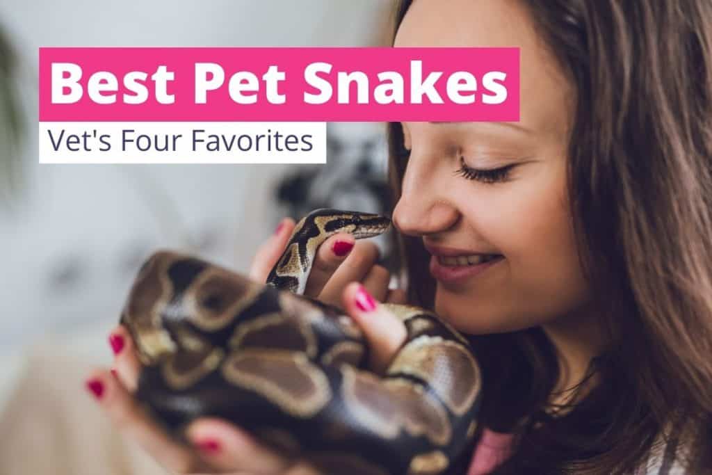 The Best Pet Snakes: Vet Reveals 4 Snake Breeds To Consider!