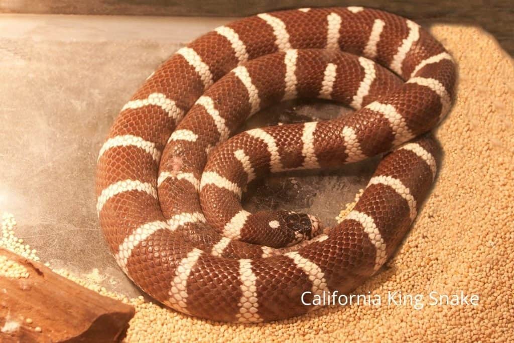 The Best Pet Snakes: Vet Reveals 4 Snake Breeds To Consider! #snakes #petsnake #kingsnake