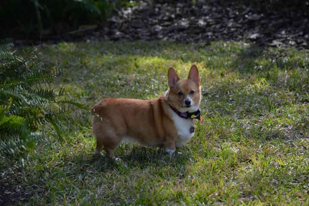 can corgis be left alone