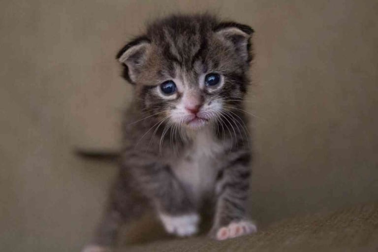 Can Eight-Week Old Kittens Be Left Alone?