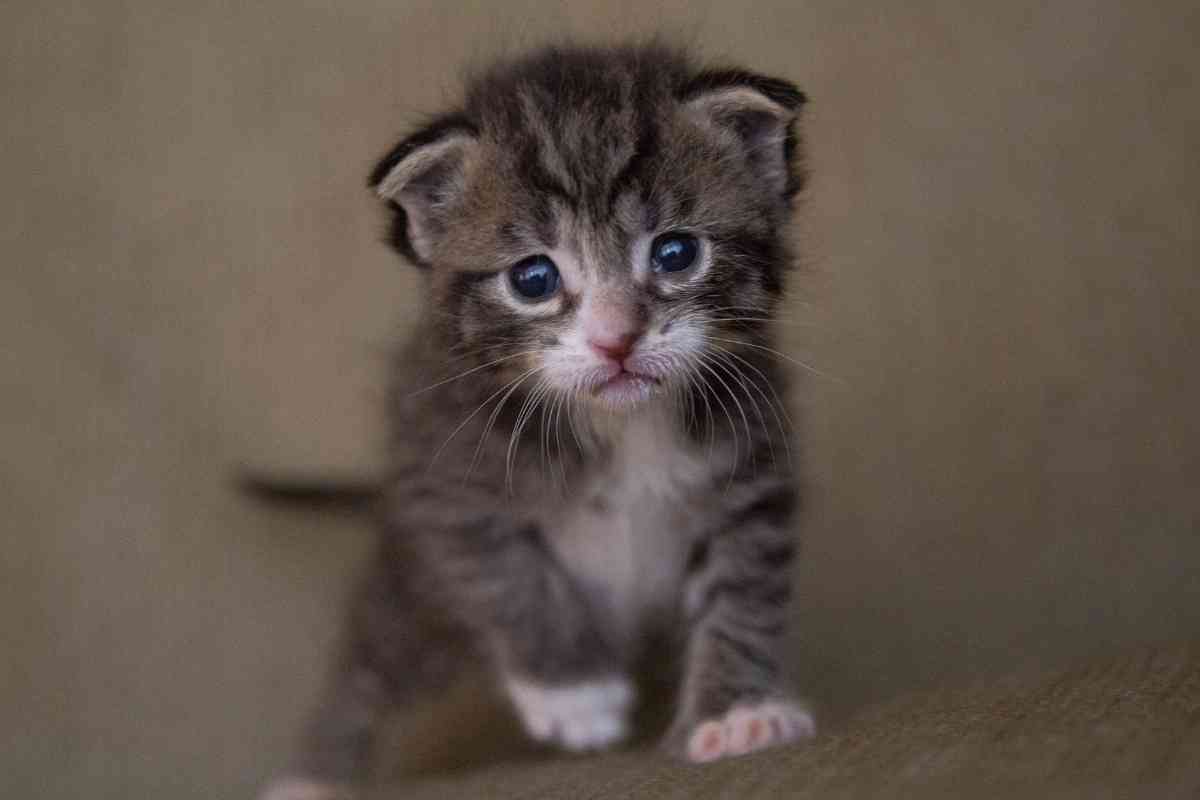 How Long Can 9 Week Old Kittens Be Left Alone