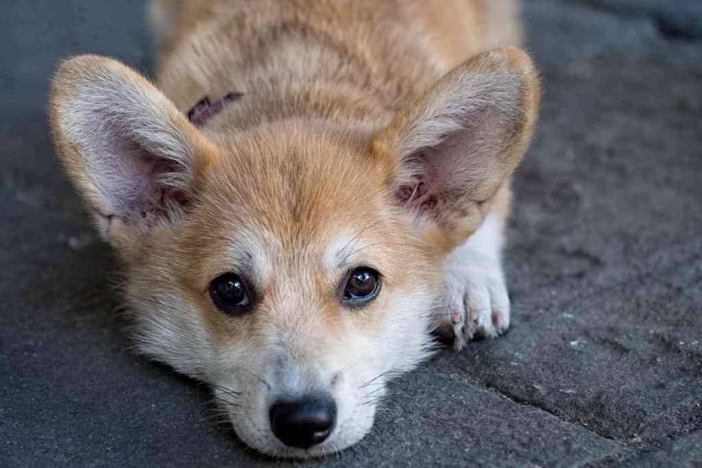 Do Corgis Need A Lot Of Attention Do Corgis Need A Lot Of Attention?