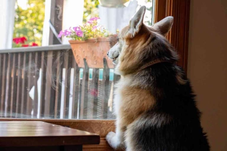How Long Can Corgis Be Left Alone?