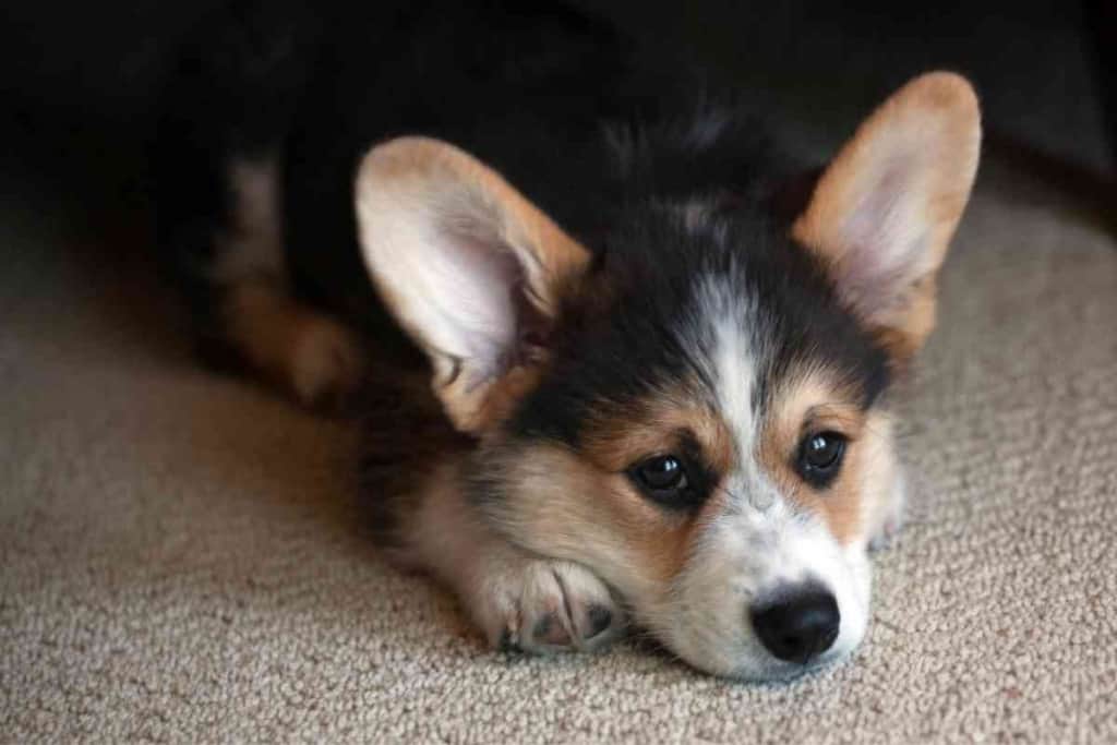 How Long Can Corgis Be Left Alone How Long Can Corgis Be Left Alone?