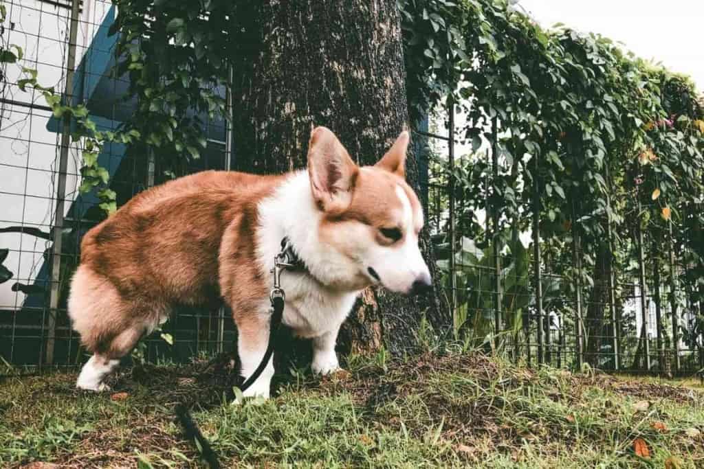 How Long Does It Take To Potty Train A Corgi How Long Does It Take To Potty Train A Corgi?