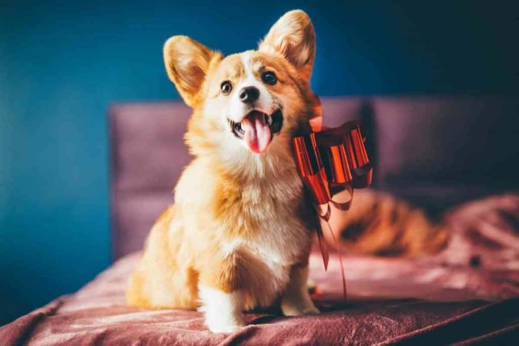 How Much Do Corgi Puppies Cost 1 How Much Do Corgi Puppies Cost?