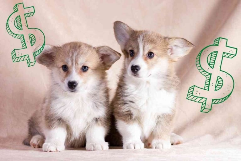 How Much Do Corgi Puppies Cost?