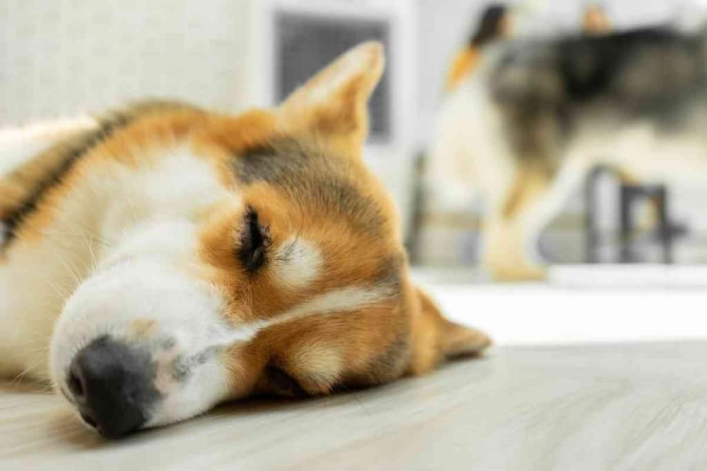 How Much Sleep Does A Corgi Puppy Need 1 How Much Sleep Does A Corgi Puppy Need?