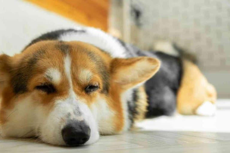 How Much Sleep Does A Corgi Puppy Need?