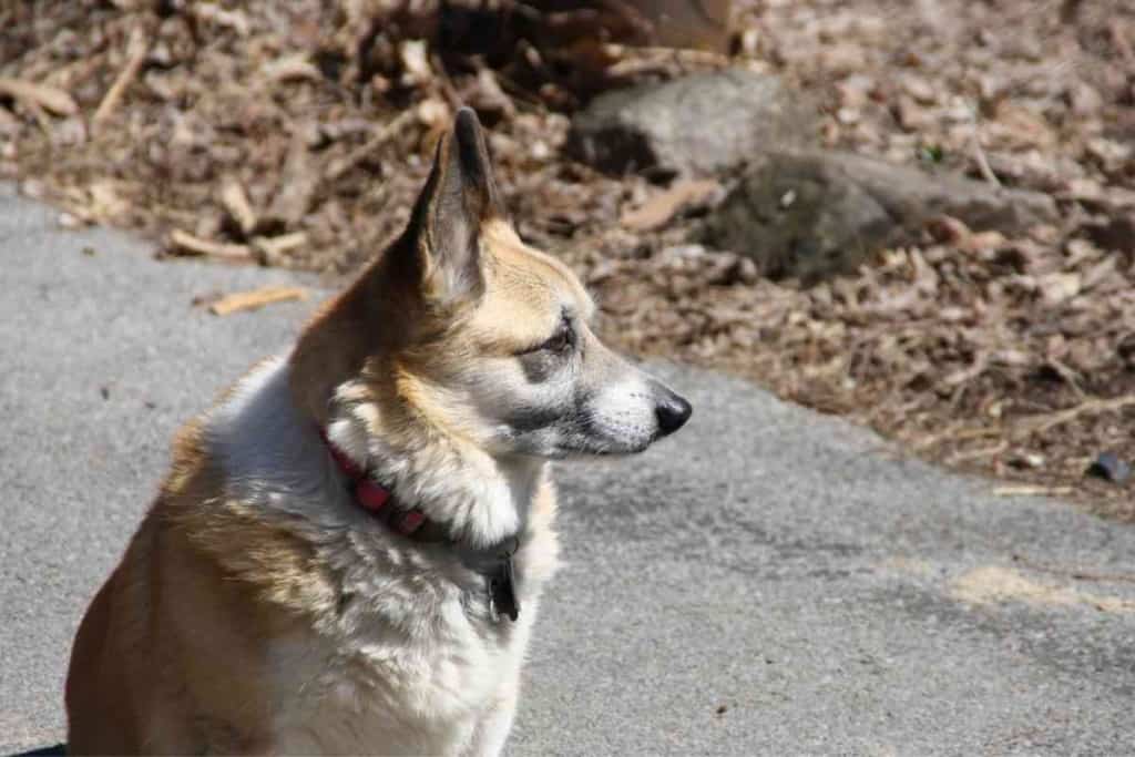 How Often Do Corgis Go Into Heat 1 How Often Do Corgis Go Into Heat?