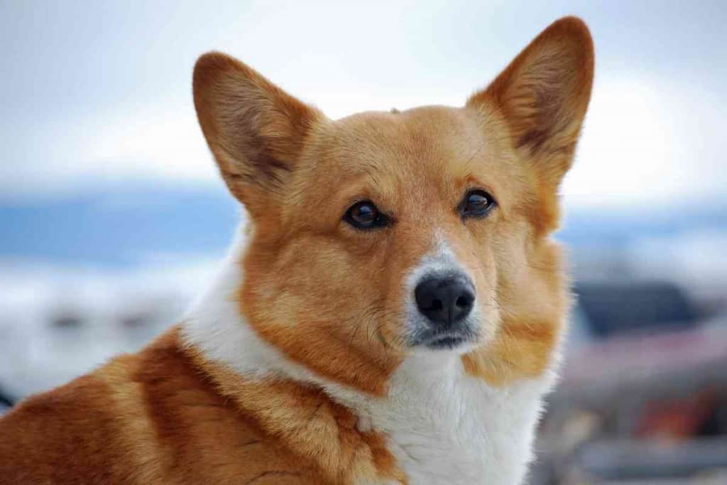 How Smart Are Corgis 2 How Smart Are Corgis?