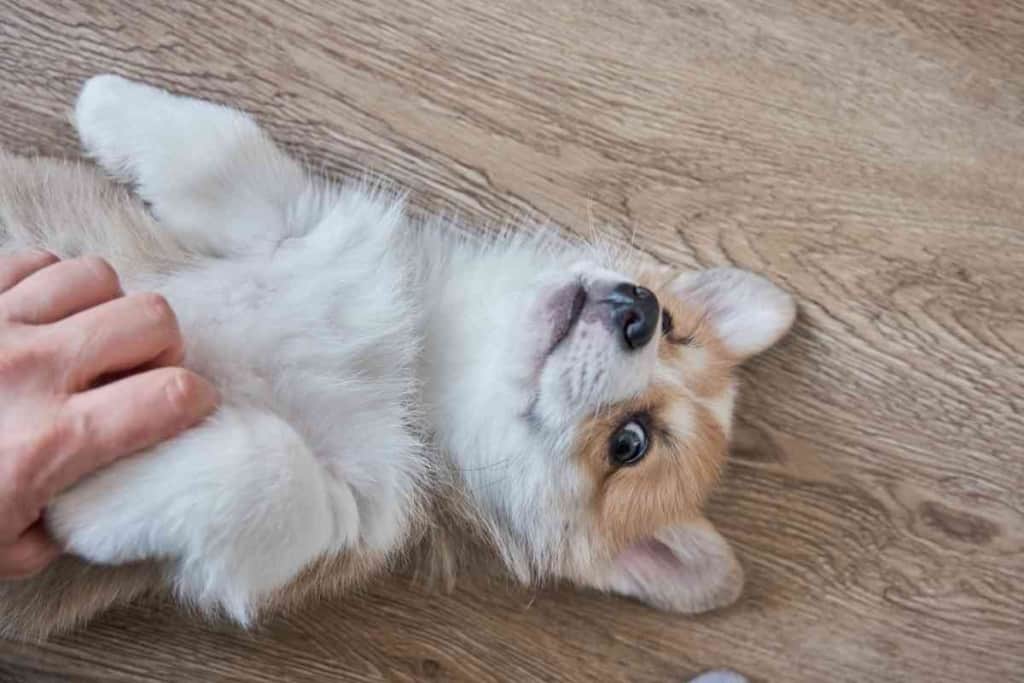 do corgi puppies shed