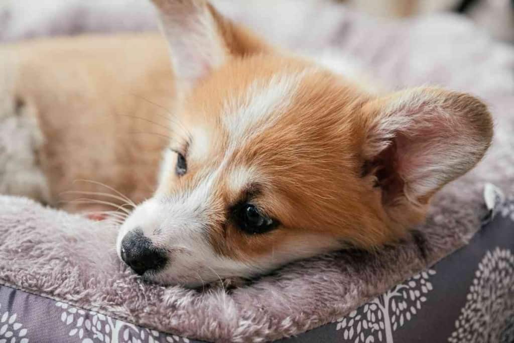 When Do Corgis Sleep Through The Night When Do Corgis Sleep Through The Night?