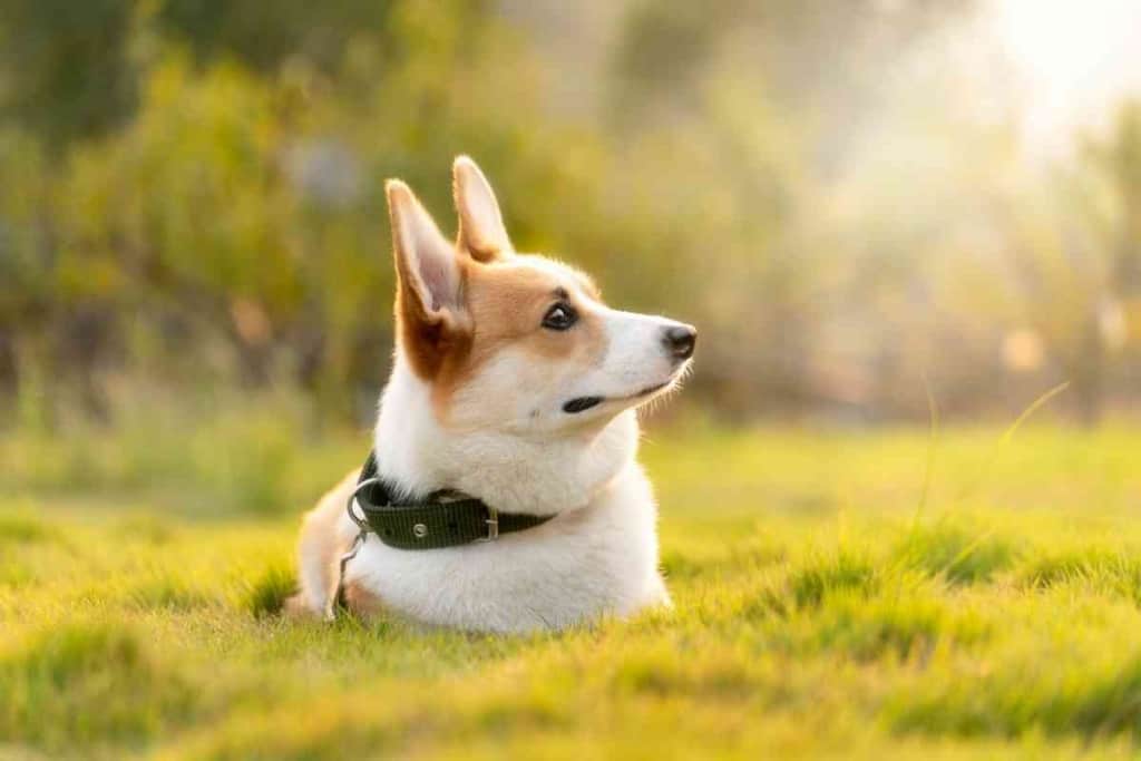 When Should A Corgi Be Neutered 1 When Should A Corgi Be Neutered?