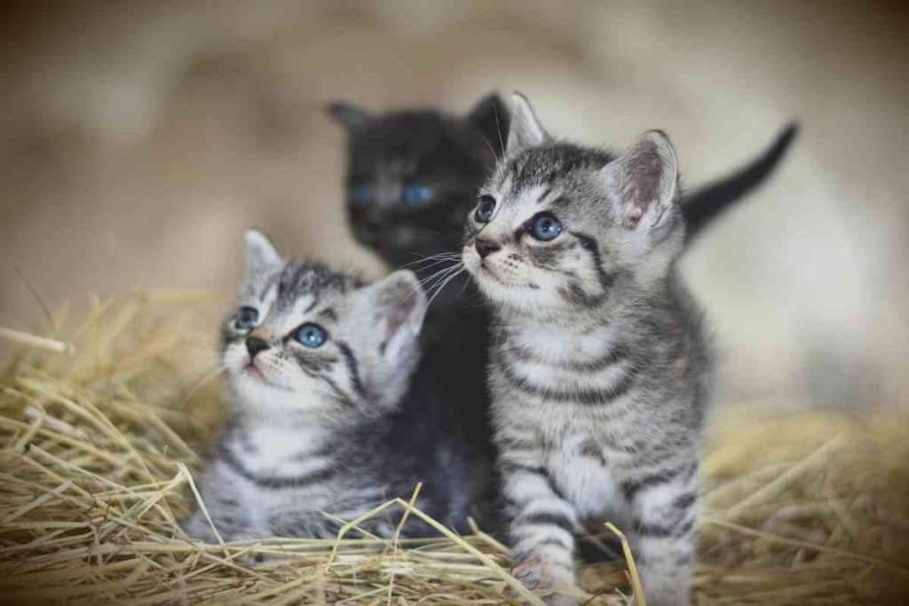 Why Do Breeders Keep Kittens Until 12 Weeks 1 Why Do Breeders Keep Kittens Until 12 Weeks?