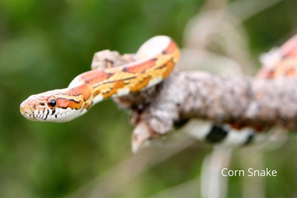 The Best Pet Snakes: Vet Reveals 4 Snake Breeds To Consider! - Embora Pets