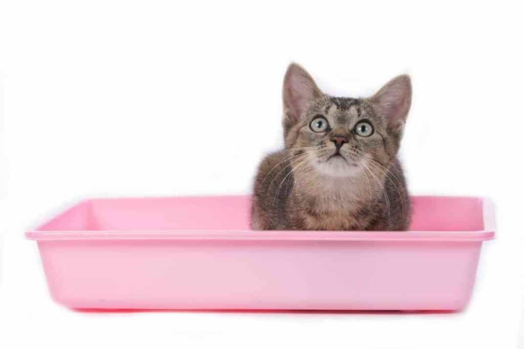 Can Kittens Use Hooded Litter Trays 1 Can Kittens Use Hooded Litter Trays?
