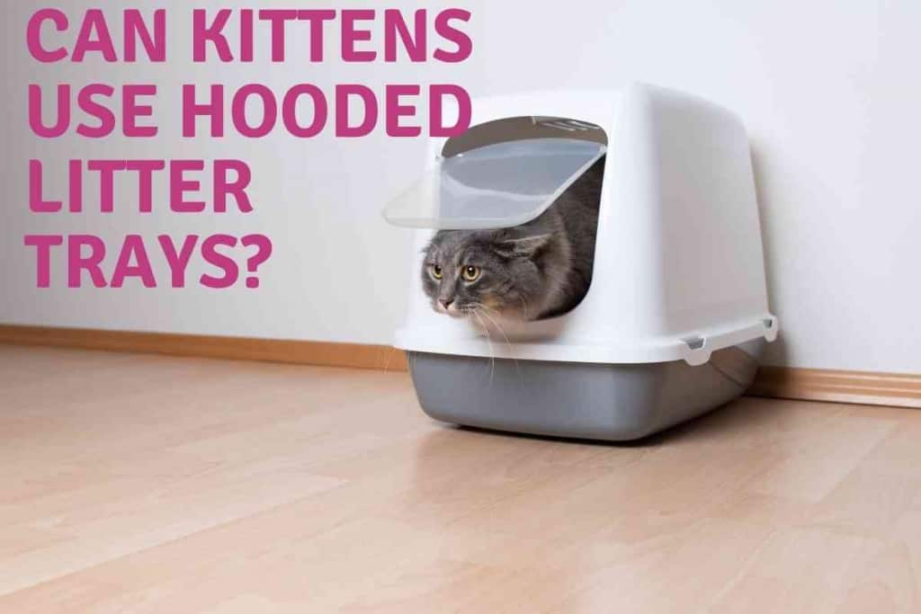 Can Kittens Use Hooded Litter Trays cat swollen lip? (Do This NOW!)